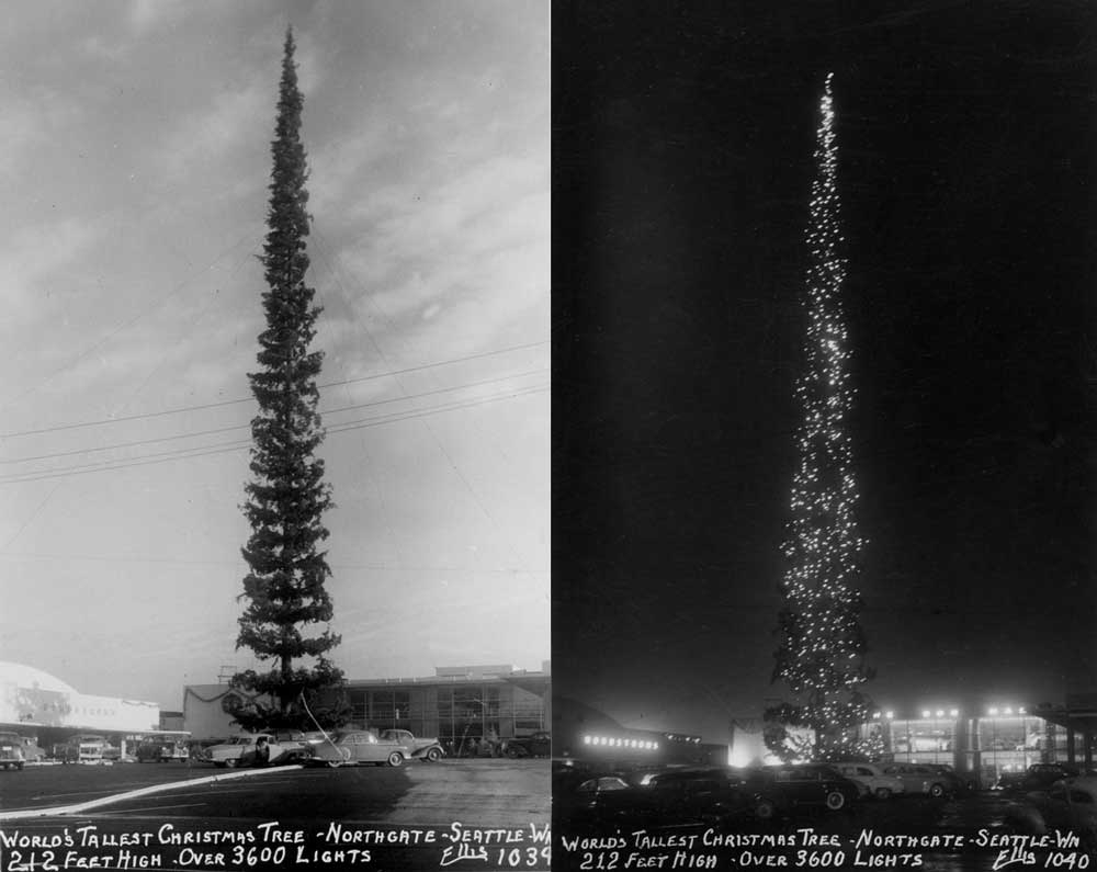 Tallest Christmas Tree